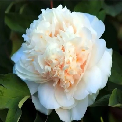 Paeonia suffruticosa "Яо Хуан"